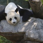 A panda, possibly post-coitus.